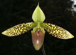 Sivun Paphiopedilum sukhakulii Schoser & Senghas kuva