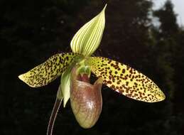 Sivun Paphiopedilum sukhakulii Schoser & Senghas kuva