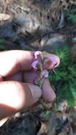 Image of Pedicularis glabra Mc Vaugh & Mellichamp