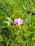 Image of Cyclamen coum Miller