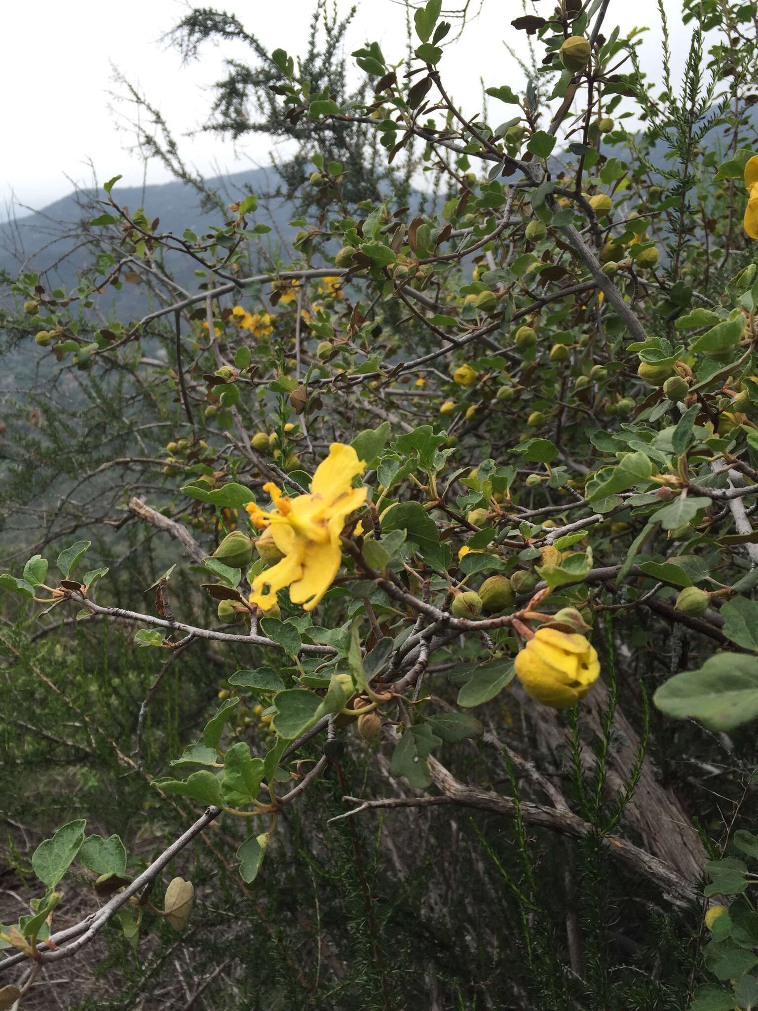 Sivun Fremontodendron californicum (Torr.) Coult. kuva