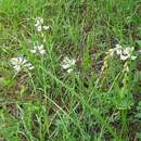 Image of Polygala anatolica Boiss. & Heldr.