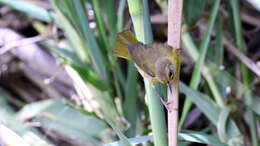 Image of Altamira Yellowthroat