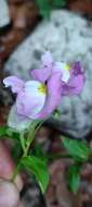 صورة Antirrhinum linkianum Boiss. & Reuter