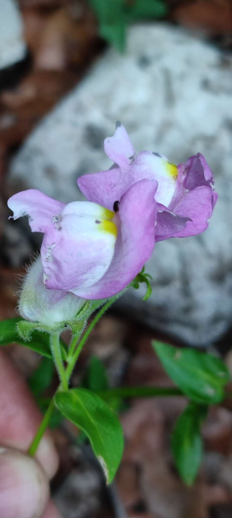 Image of Antirrhinum linkianum Boiss. & Reuter