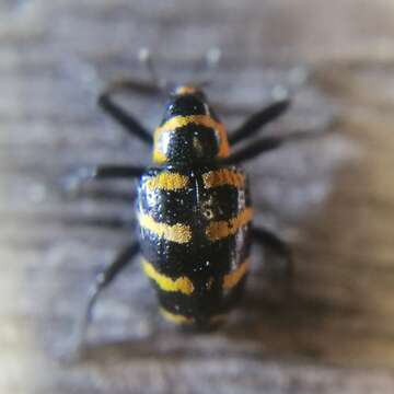 Image of Tyloderma fasciatus Hustache 1936