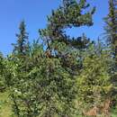 Image of Mountain Pine