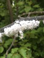 Image of Woolly Alder Aphid