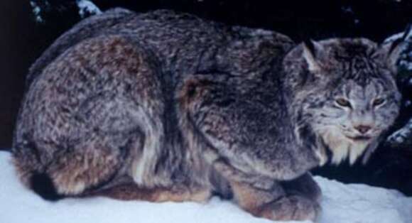 Image of American lynx