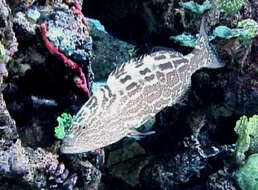 Image of Black Grouper