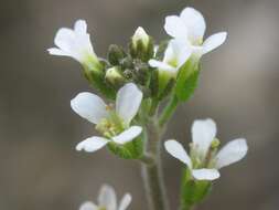 Image of Mouse-ear Cress