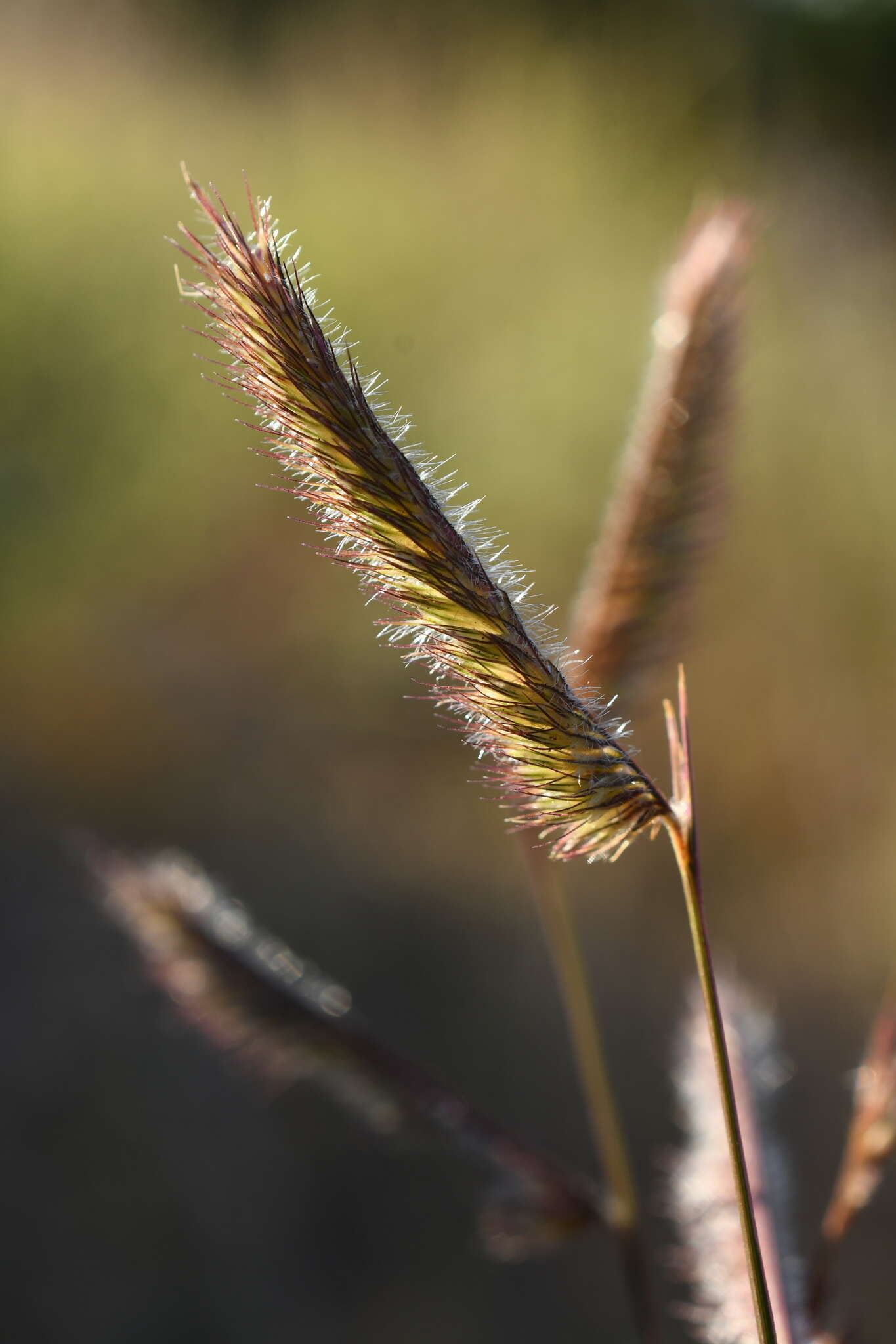 Image of tall grama