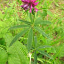 صورة Trifolium lupinaster L.