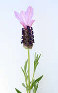 Image of French lavender