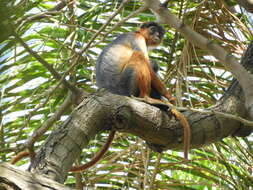 Image de Piliocolobus badius temminckii (Kuhl 1820)