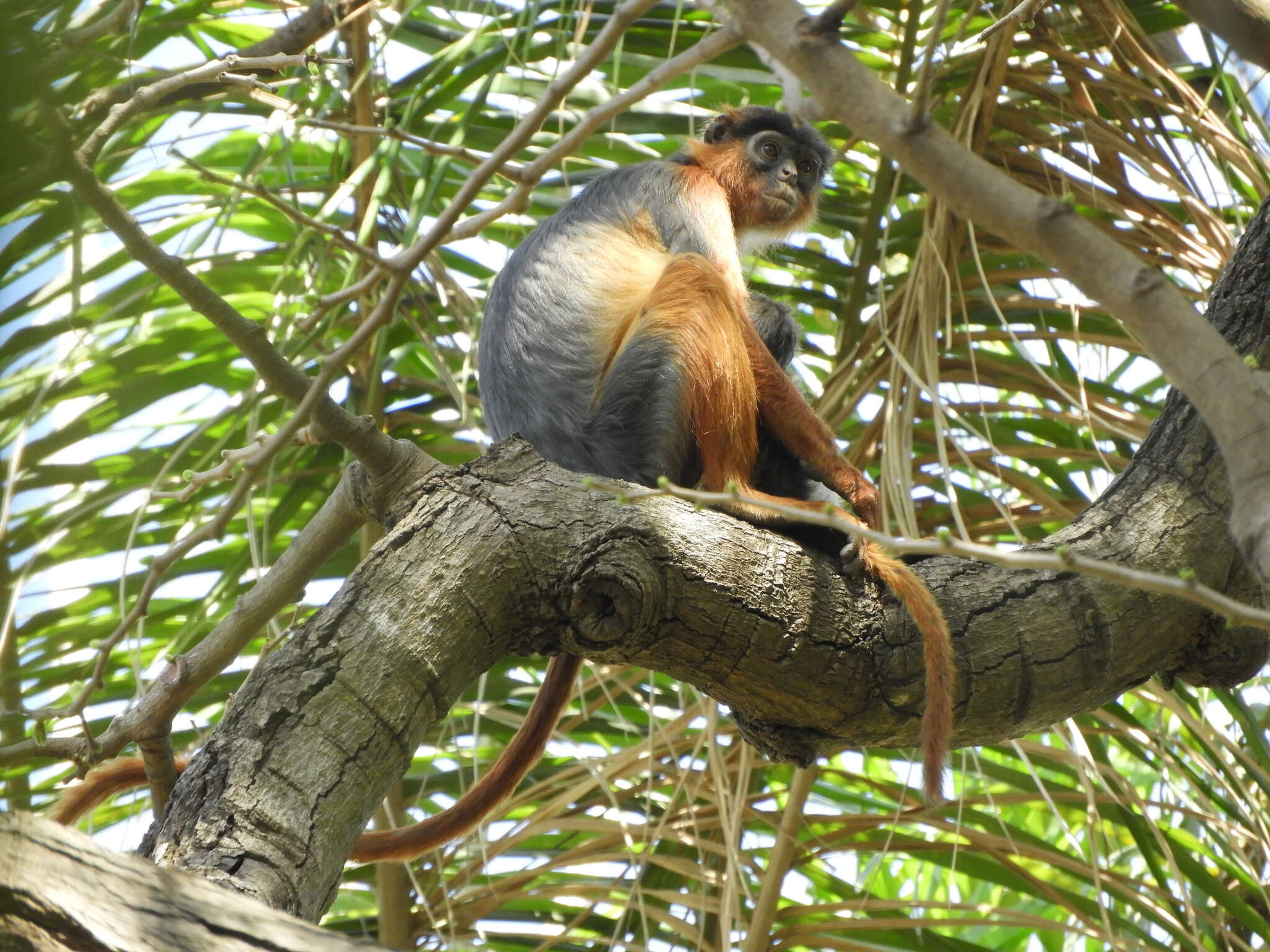 Image de Piliocolobus badius temminckii (Kuhl 1820)