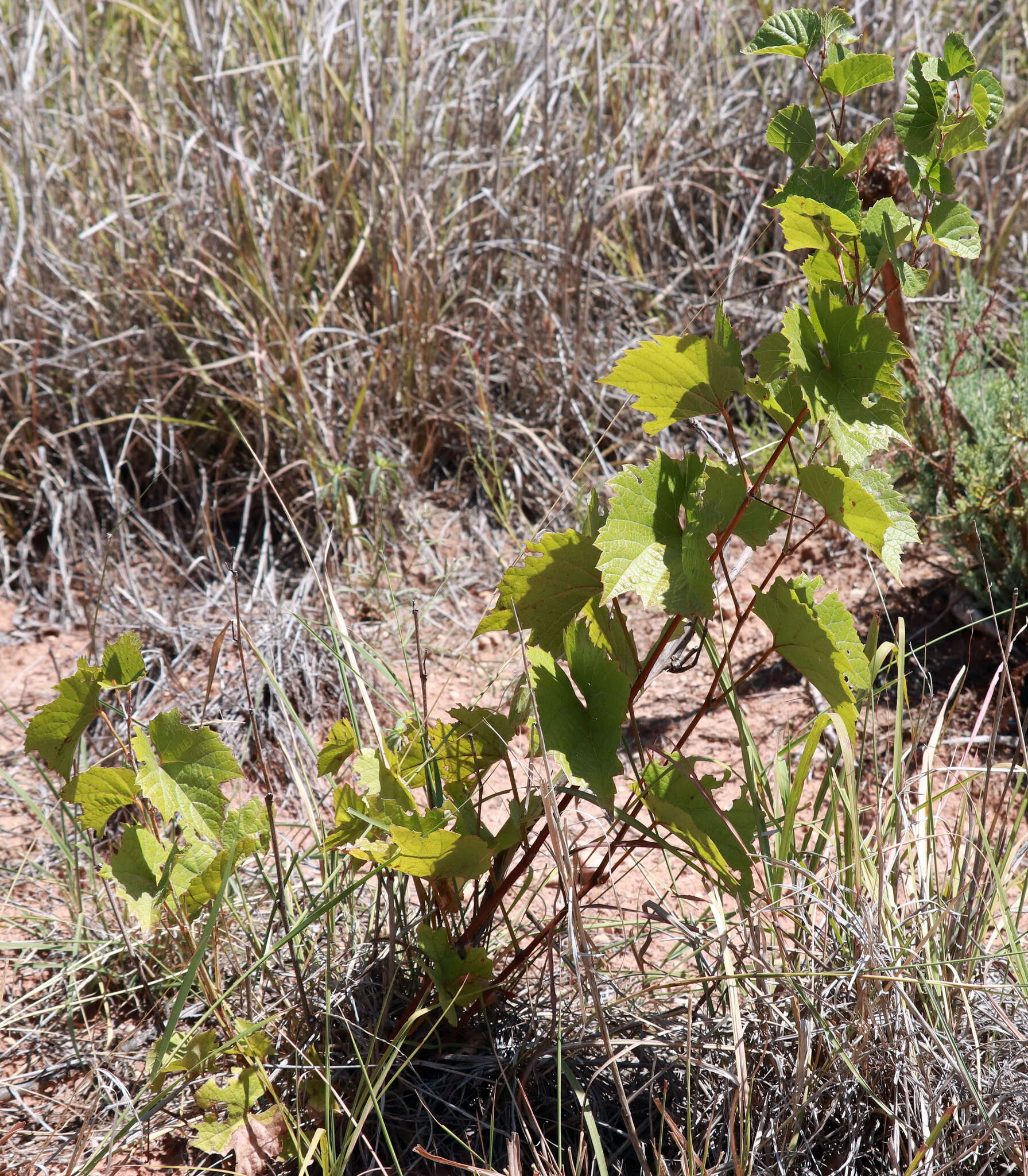 Plancia ëd Vitis acerifolia Raf.