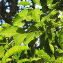 Sarcomelicope simplicifolia (Endl.) T. G. Hartley resmi