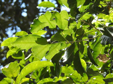 Image of Sarcomelicope simplicifolia (Endl.) T. G. Hartley