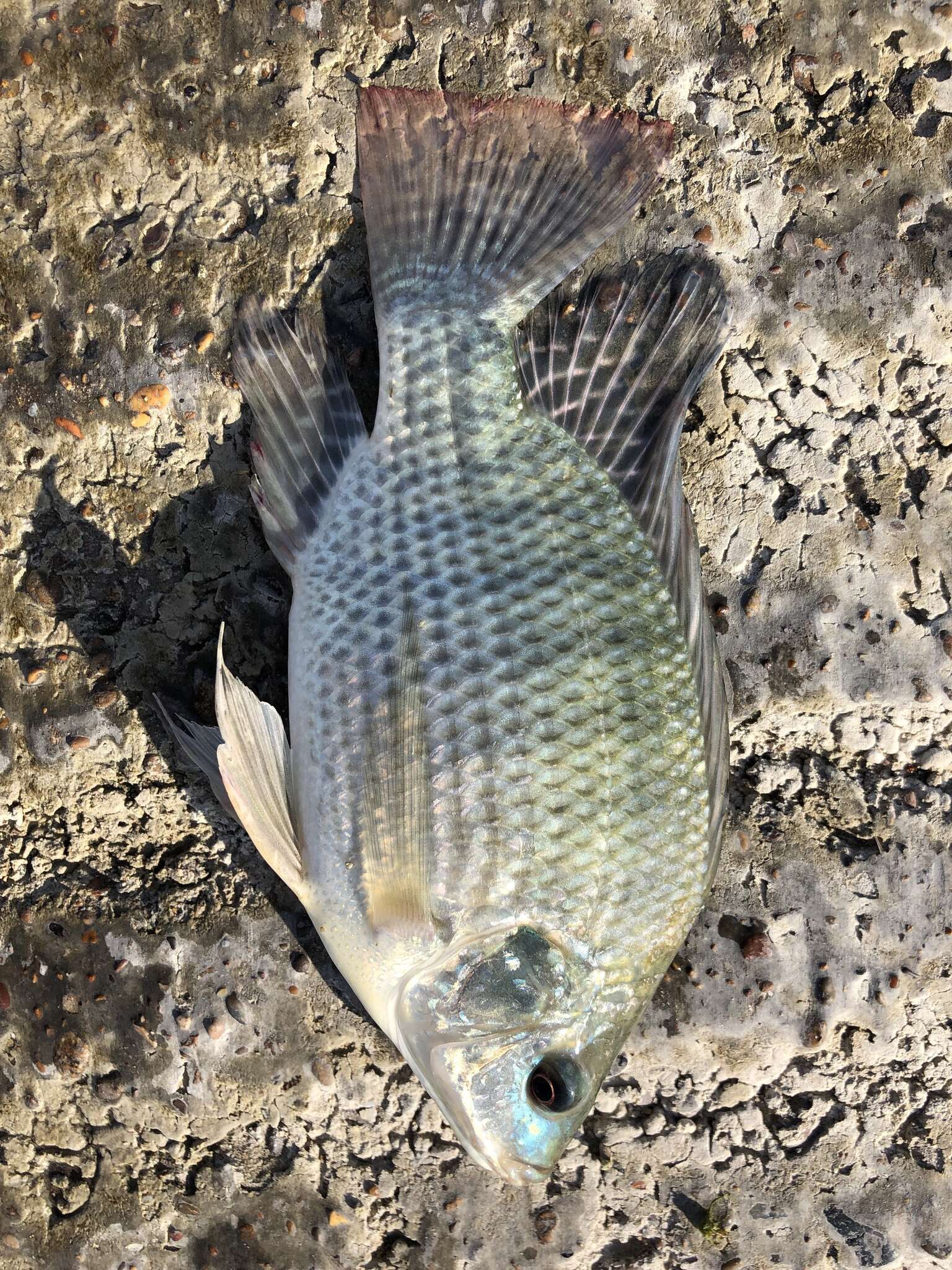 Image of Blue tilapia