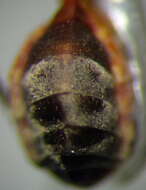 Image of Myrmecoris