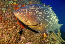 Image of Dusky Grouper