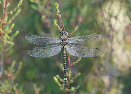 Image of Eusynthemis virgula (Selys 1874)