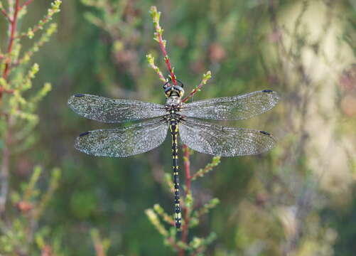 Image of Eusynthemis virgula (Selys 1874)