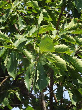 Imagem de Quercus mongolica Fisch. ex Ledeb.