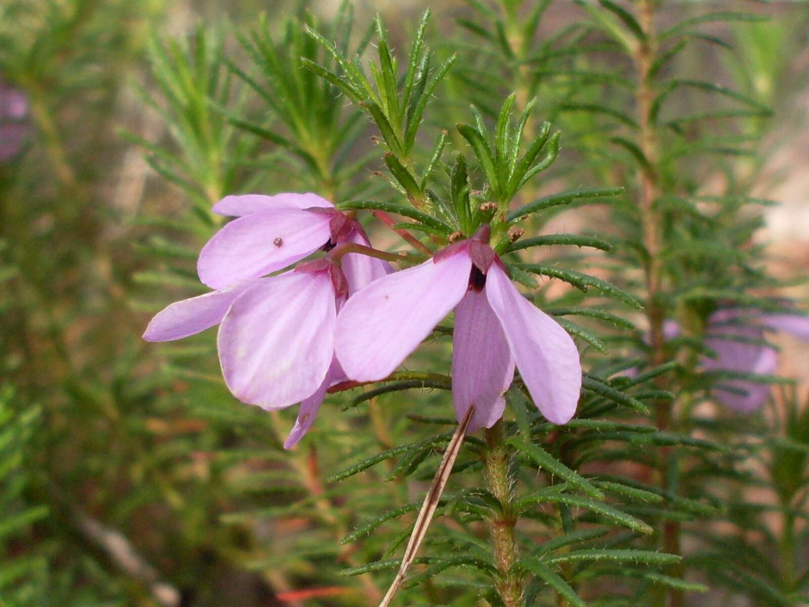 Image of Tetratheca neglecta J. Thompson