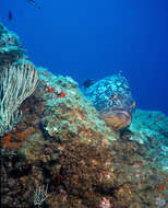 Image of Dusky Grouper