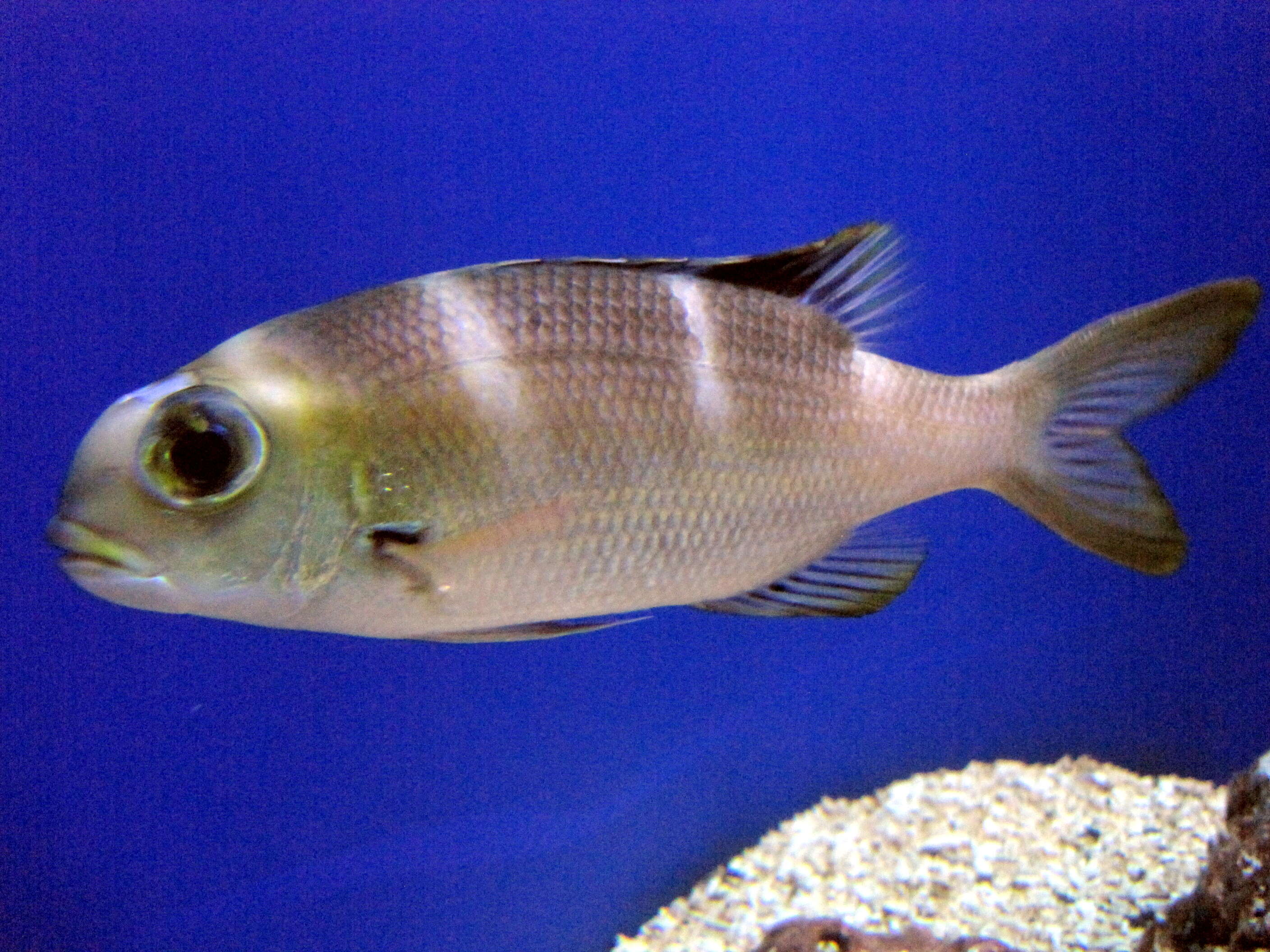 Image of Big eye bream