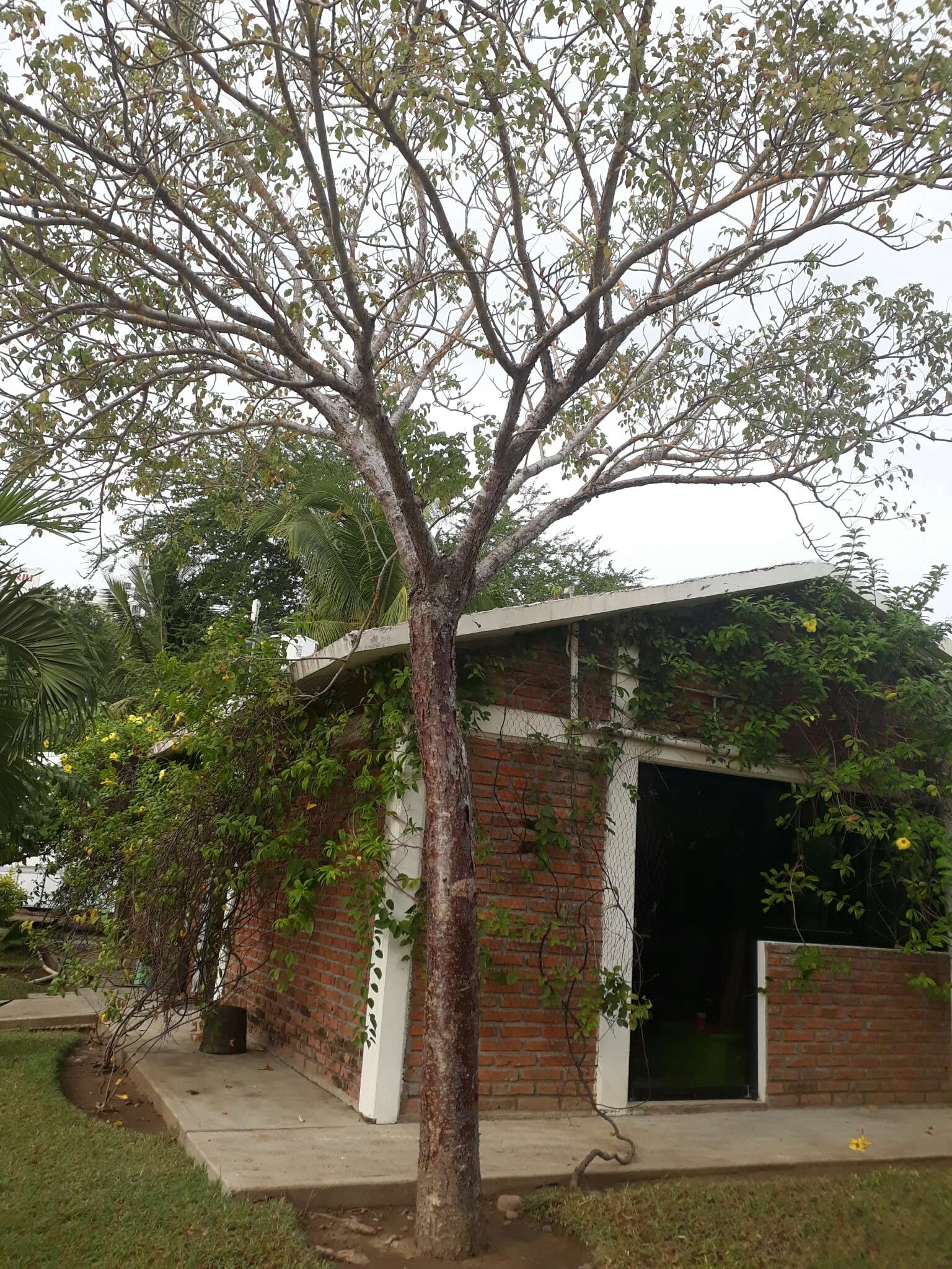 Image of Terminalia buceras (L.) Wright