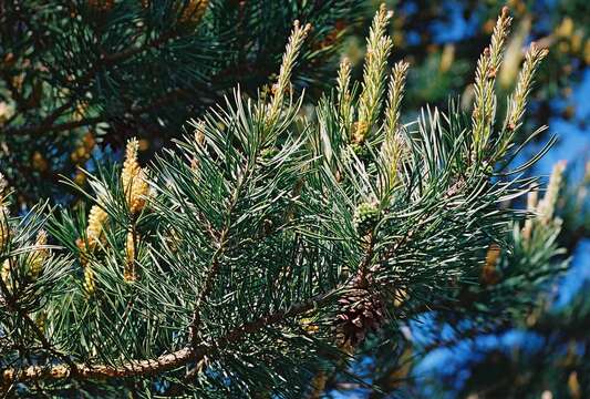 Image of Scotch Pine