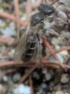 Image of Bradley's Andrena