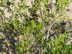 Image of Larrea cuneifolia Cav.