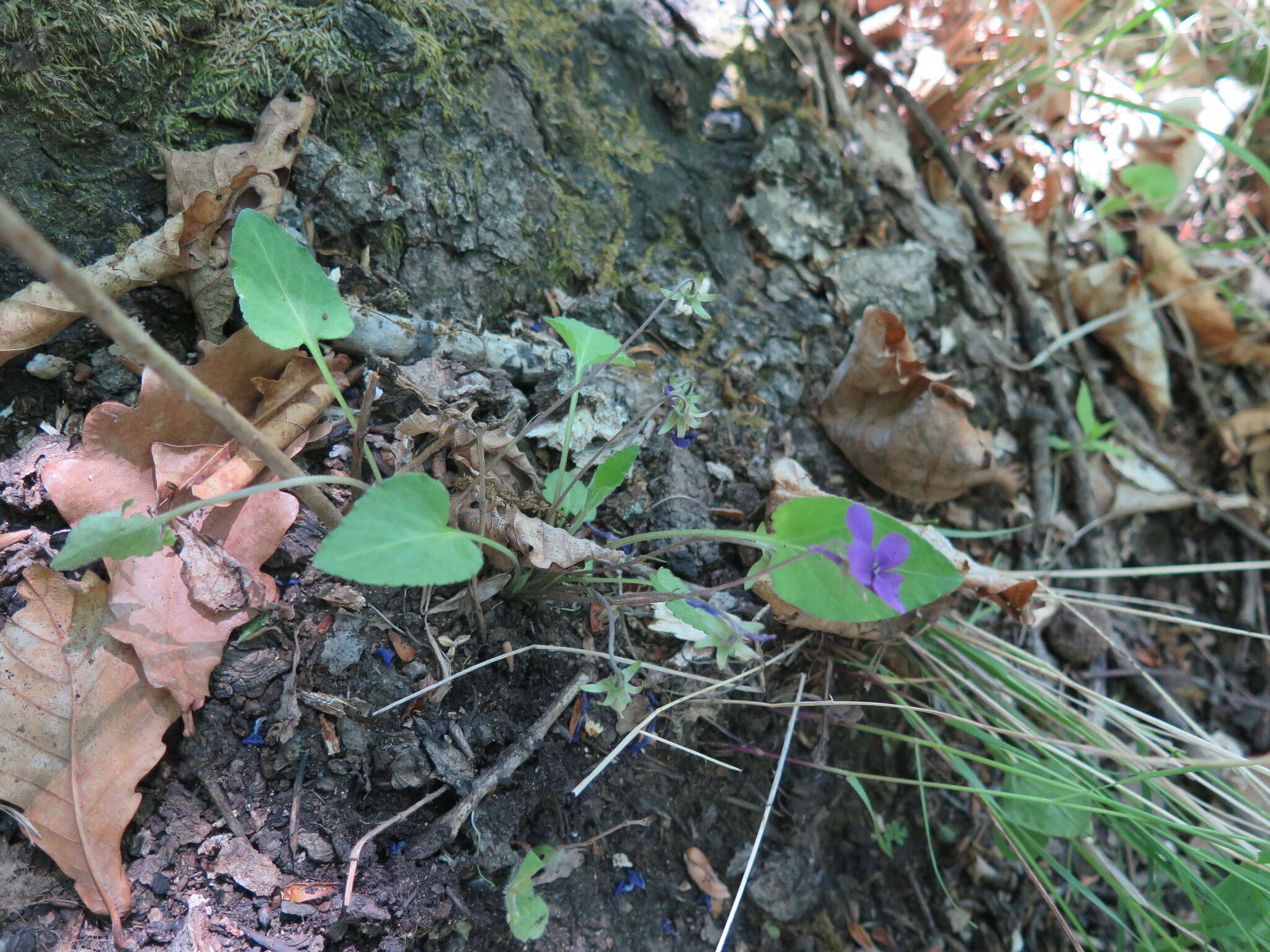 Image of Viola hirtipes S. Moore