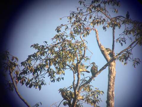 Image of Large Green Pigeon