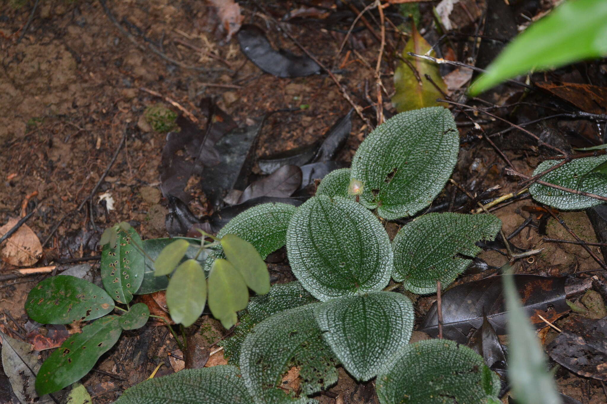 Image of Phyllagathis prostrata C. Hansen