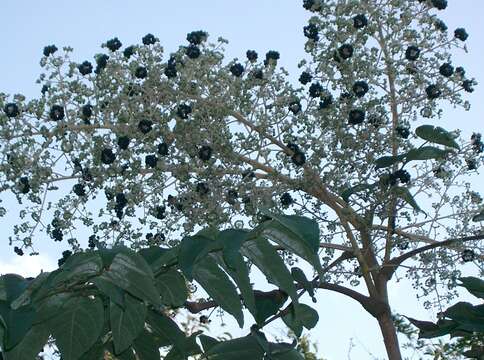 Image of Japanese angelica tree