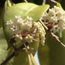 Image of Hoya acuta Haw.