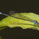 Pseudagrion aureofrons Tillyard 1906 resmi