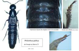 Image of Rove beetle