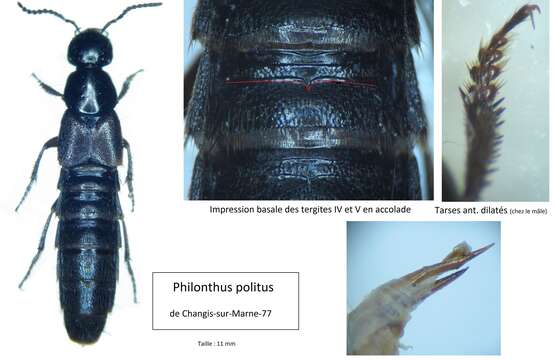 Philonthus politus (Linnaeus 1758) resmi