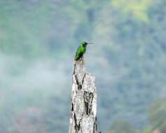 Image of Steely-vented Hummingbird