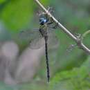 Image of Blue-faced Darner