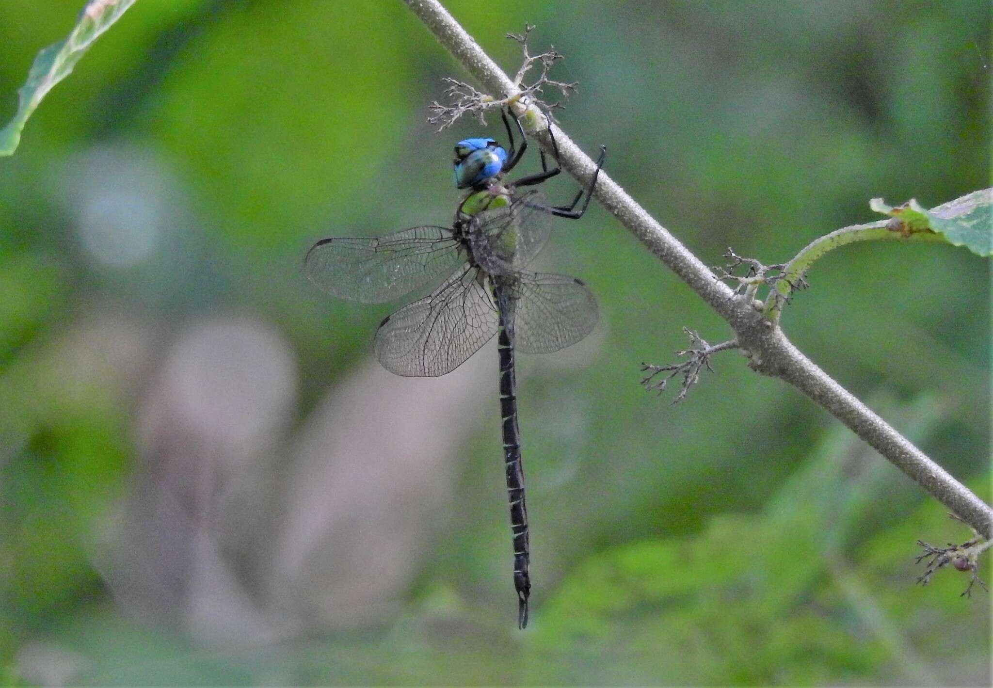 Image of Blue-faced Darner