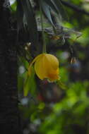 Image of Daffodil orchid