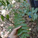 Image of cabbagebark tree