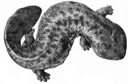 Image of Japanese Giant Salamander